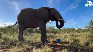 Elephant Bull Fishan Suffers Colic While Out in the Bush