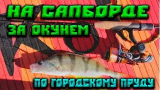 Городской пруд.На сапборде -за окунем