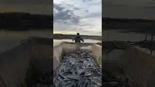 Платная рыбалка, пруд Черноморец 28.03.23. Запуск карпа и открытия нового сезона рыбалки!