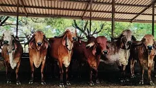 Madhavi dairy farm - Palanpur / gir farm