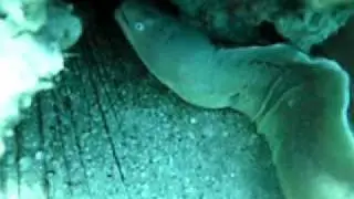 Moray eel