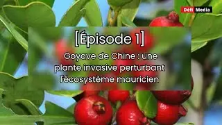 Goyave de Chine : une plante invasive perturbant l'écosystème mauricien