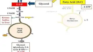 Oxidation of Triacylglycerol (glycerol and fatty acids) teaching resource