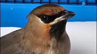 Помощь диким животным