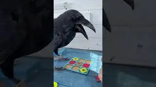 #animal #crow #raven #birds #воронгоша #nature