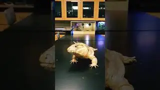 Dream Big Little Bearded Dragon