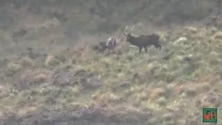 Caccia al Cervo - Cervi maschi escono dal bosco