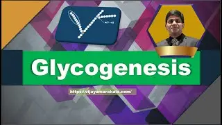 Glycogenesis I Animation I Carbohydrate metabolism