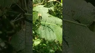 Walking stick thought I didn't see him