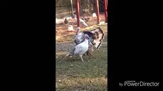 Индюки. Вот это вскружила голову)))