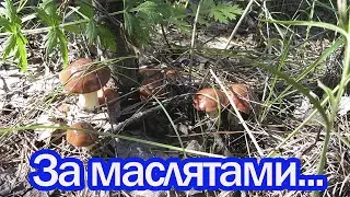 Идём искать маслят !!!