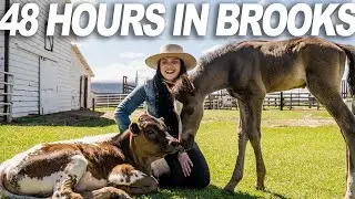 48 Hours in Brooks Region... It Will Surprise You! (Itinerary)
