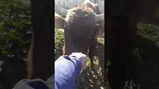 Здарова друган 🐃