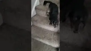 2 year old long haired miniature dachshund