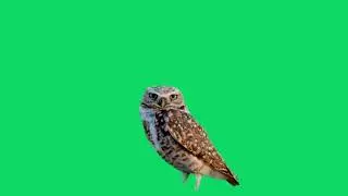GREEN SCREEN OWL BIRD ANIMATED HD  | FREE TO USE GRAPHICS ANIMATIONS