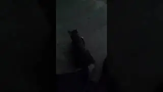 Встретил кошечку. Часть 1😆