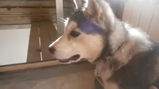 Хаски дрессировка и воспитание: Учим кличку