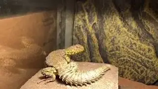 Uromastyx New Set up