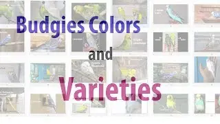 Budgies colors and variety