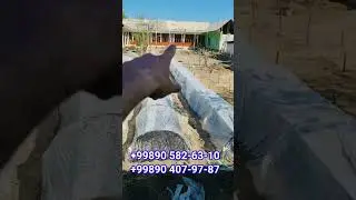 #павлония_НИХОЛЛАРИ