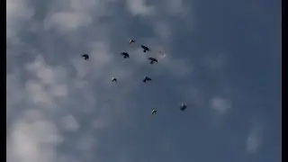Графики и схемы полетов голубей.
