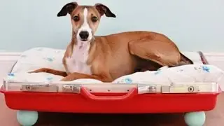 А где спит ваш питомец?