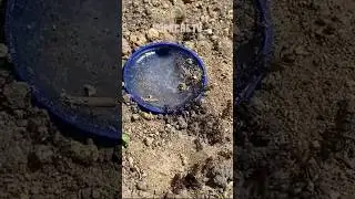 Це знищіть усіх мурах за добу #мураха #мурахи #мурашник