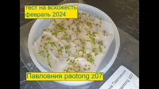 Павловния paotong z07 тест на всхожесть февраль 2024
