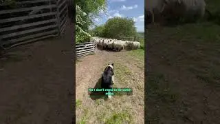 Not Today!! Ozzy Man Quickies