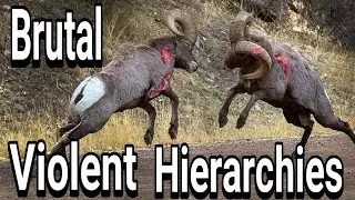 Bighorn Rams Head Butting