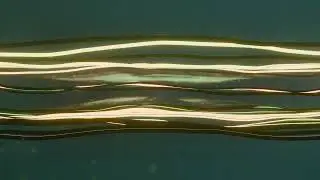 Animation wires [Blender]