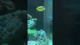 Коровка #reeftank #reef