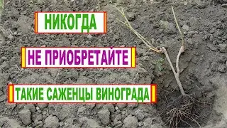 🍇 Никогда не покупайте ТАКИЕ САЖЕНЦЫ ВИНОГРАДА! На что нужно ОБРАТИТЬ ВНИМАНИЕ при покупке!