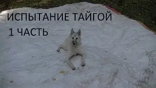 The test of taiga-1/Dog/for the First time in the forest/First game/