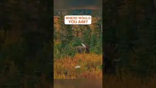 Big Bull Moose in BC! #BogHunts #shotwithbog #griptheunknown #hunting #moose #questions