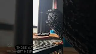 How does he do it?