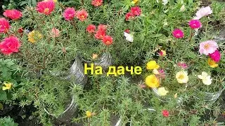 Дачный обзор в августе.