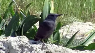 Blue Rock Thrush (Monticola solitarius)