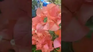 Beautiful flowers in the Garden 