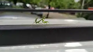 Mantis (Calugarita)