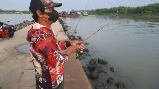MANCING MANING "STRIKE" KARANGSONG INDRAMAYU🐠🐟