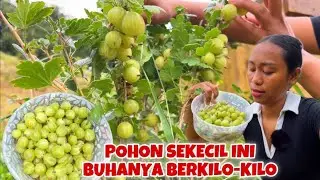 HABISIN SATU POHON GOOSEBERRY HIJAU TANPA SISA