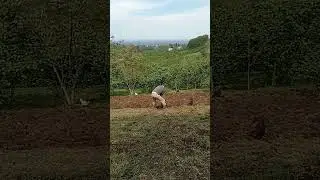 köyde yaşayanlar bilir 🤣 mısır lahana fasulye hazırlığı