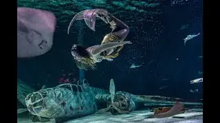 Spectacle de sirène  à l'Océarium du Croisic - Mermaid show in Ocearium of Croisic