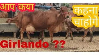 Girlando🔥 Characteristics cow 🐄 Must watch #RulhanDairyFarm🔥🙏