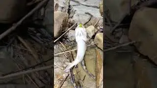 spesis jeram | sebarau | kenerak #shorts #streamfishing