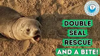 Double Seal Rescue and a Bite!
