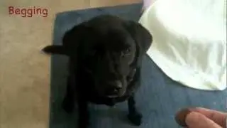 A DAY IN THE LIFE OF A DOG