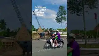 Factivel lúa gạo TP vị Thanh hậu Giang