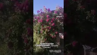Розенгартен Цвайбрюкен (Rosengarten Zweibrucken)Высота: 250-300 см. Цвет: фиолетово-лиловый.